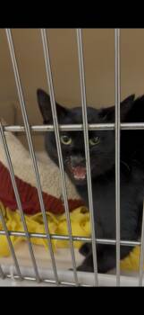 Freya RM -  Domestic Short Hair Cat for Adoption in Rockaway, New Jersey - Freya RM | PetCurious