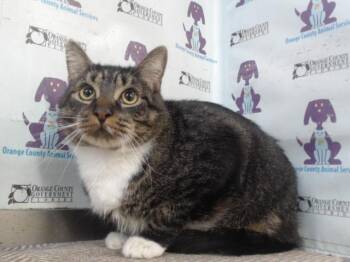 Domestic Short Hair Cats Available for Adoption in Orlando, Florida - KITTEN TOE | PetCurious