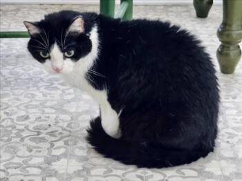 Domestic Short Hair Cats Available for Adoption in Derwood, Maryland - HUXLEY | PetCurious