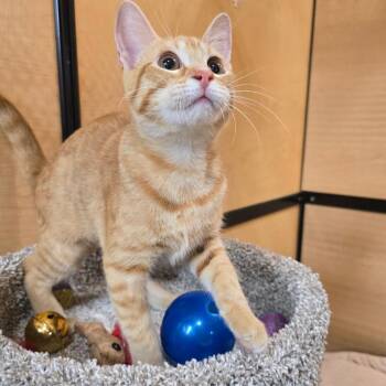 Mercedes -  Domestic Short Hair Cat for Adoption in Rowlett, Texas - Mercedes | PetCurious