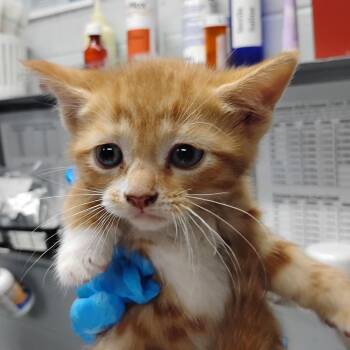 Domestic Short Hair Cats Available for Adoption in Summerville, South Carolina - Phoebe | PetCurious