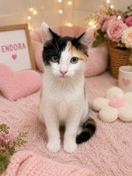 Endora -  Domestic Short Hair Cat for Adoption in Chattanooga, Tennessee - Endora | PetCurious