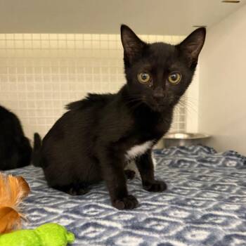 Domestic Short Hair Cats Available for Adoption in San Antonio, Texas - Salem | PetCurious