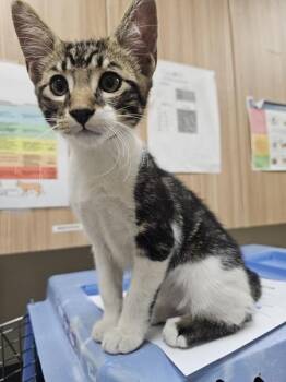 Crayola -  Domestic Short Hair Cat for Adoption in Kennewick, Washington - Crayola | PetCurious