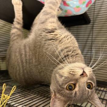 Tyrus -  Domestic Short Hair Cat for Adoption in Cortland, New York - Tyrus | PetCurious