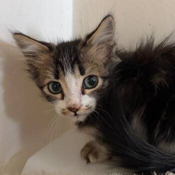 Bonnie -  Domestic Medium Hair Cat for Adoption in Goleta, California - Bonnie | PetCurious