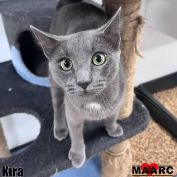 Rescue Domestic Short Hair Cats for Adoption in Maryville, Tennessee - Kira | PetCurious