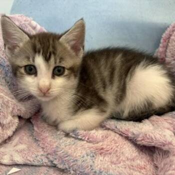 Coney Island -  Domestic Short Hair Cat for Adoption in Richmond, Virginia - Coney Island | PetCurious