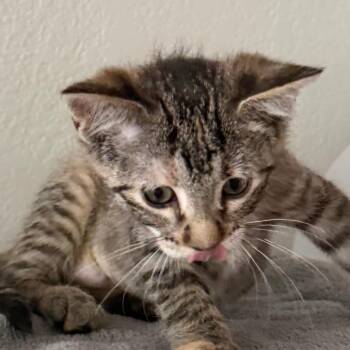 Louise -  Domestic Short Hair Cat for Adoption in Chaska, Minnesota - Louise | PetCurious