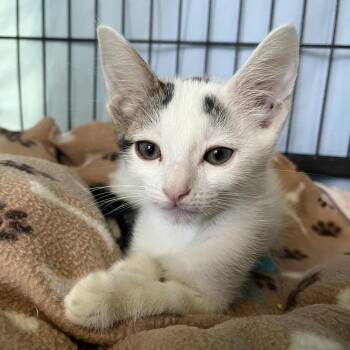 Memphis -  Domestic Short Hair Cat for Adoption in Hawthorne, California - Memphis | PetCurious
