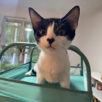 Skye -  Domestic Short Hair Cat for Adoption in Mount Laurel Township, New Jersey - Skye | PetCurious