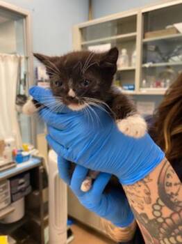 Nilla -  Domestic Short Hair Cat for Adoption in Santa Rosa, California - Nilla | PetCurious