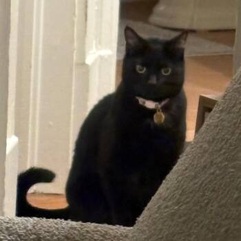 Monti -  Domestic Short Hair Cat for Adoption in Lynchburg, Virginia - Monti | PetCurious