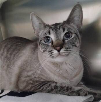 LILA -  Siamese and Domestic Short Hair Cat for Adoption in Alameda, California - LILA | PetCurious
