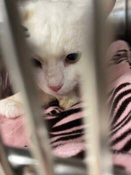 Dezi Arnez -  Snowshoe Cat for Adoption in Jackson, Louisiana - Dezi Arnez | PetCurious