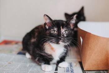 Domestic Short Hair Cats Available for Adoption in North Charleston, South Carolina - 91379a Jelly | PetCurious