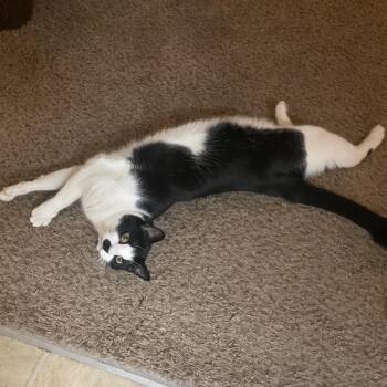 Frankie -  Domestic Short Hair Cat for Adoption in Washougal, Washington - Frankie | PetCurious