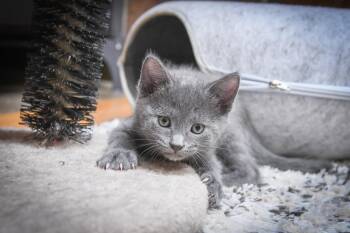 Marcello -  American Shorthair Cat for Adoption in Port Washington, Wisconsin - Marcello | PetCurious
