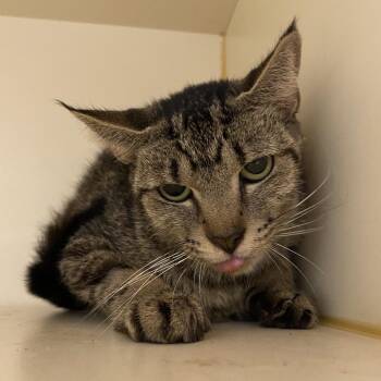Kelly -  Domestic Short Hair Cat for Adoption in Dayton, Ohio - Kelly | PetCurious