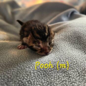 Domestic Short Hair Cats Available for Adoption in Spring Hill, Kansas - Pooh | PetCurious