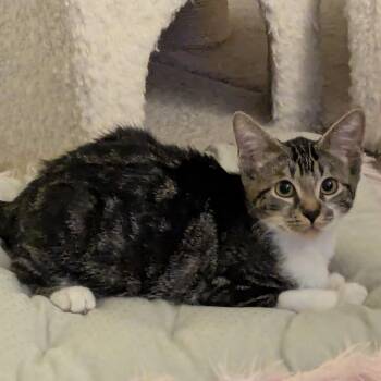 Cookie -  Tabby Cat for Adoption in Vacaville, California - Cookie | PetCurious