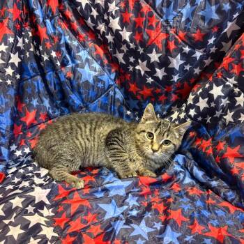 Velvet -  Domestic Short Hair Cat for Adoption in Fredericksburg, Virginia - Velvet | PetCurious