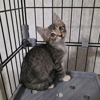 Mario -  Domestic Short Hair Cat for Adoption in Valdosta, Georgia - Mario | PetCurious