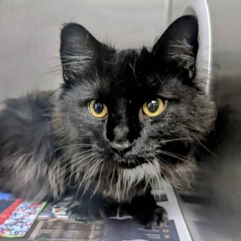 Tango -  Domestic Long Hair Cat for Adoption in Springfield, Illinois - Tango | PetCurious