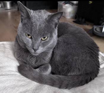 Russian Blue and Domestic Short Hair Cats Available for Adoption - Chet | PetCurious