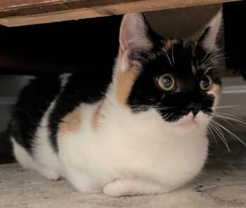 Rescue Domestic Short Hair Cats for Adoption in Cumberland, Maine - Aspen | PetCurious