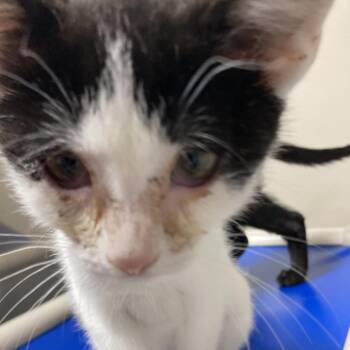 Dice -  American Shorthair Cat for Adoption in Blue Ridge, Georgia - Dice | PetCurious