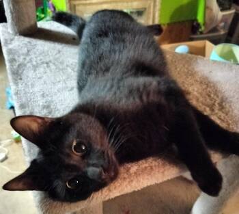 Moon -  Domestic Short Hair Cat for Adoption in San Jacinto, California - Moon | PetCurious