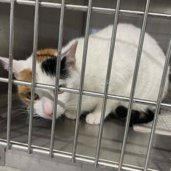 Domestic Short Hair Cats Available for Adoption in Austin, Texas - Fraggle Rock | PetCurious