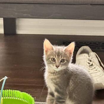 Baja Blast -  Domestic Short Hair Cat for Adoption in Canal Winchester, Ohio - Baja Blast | PetCurious