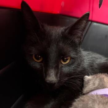 Domestic Short Hair Cats Available for Adoption - Seashell | PetCurious