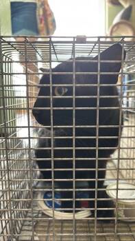 Chapman Feral 25 -  Domestic Short Hair Cat for Adoption in New Braunfels, Texas - Chapman Feral 25 | PetCurious