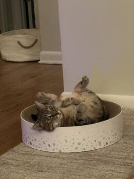 Rescue Domestic Short Hair Cats for Adoption in Jersey City, New Jersey - Lisa | PetCurious