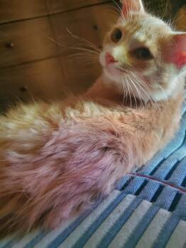 Creamy -  Domestic Medium Hair Cat for Adoption in Walled Lake, Michigan - Creamy | PetCurious