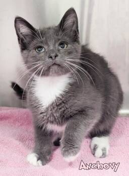 Anchovy -  Domestic Short Hair Cat for Adoption in Mason, Michigan - Anchovy | PetCurious