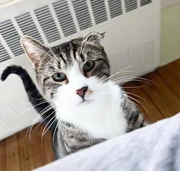 Rescue Domestic Short Hair Cats for Adoption in New York, New York - Stevie | PetCurious
