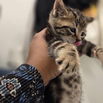 Tabby Cats Available for Adoption in Bayonne, New Jersey - Finn | PetCurious