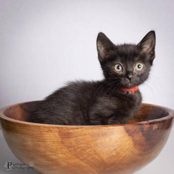 Jesse -  Domestic Short Hair Cat for Adoption in Maryville, Tennessee - Jesse | PetCurious