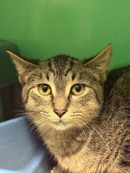 Nitrus -  Domestic Short Hair Cat for Adoption - Nitrus | PetCurious