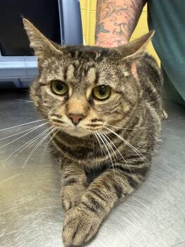 Domestic Short Hair Cats Available for Adoption in Crossville, Tennessee - Kit Kat (Spayed) | PetCurious