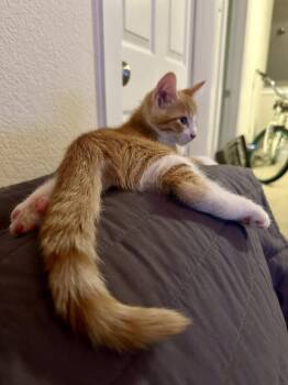 Mango -  Tabby and Domestic Short Hair Cat for Adoption in Dallas, Texas - Mango | PetCurious