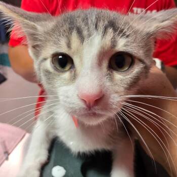 Walter -  Domestic Short Hair Cat for Adoption in Leander, Texas - Walter | PetCurious