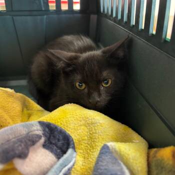 Joey -  Domestic Short Hair Cat for Adoption in Evansville, Indiana - Joey | PetCurious