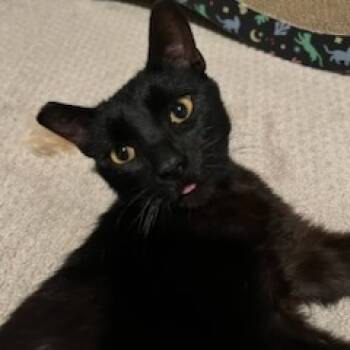 Rescue Domestic Short Hair Cats for Adoption in Los Angeles, California - Dan | PetCurious