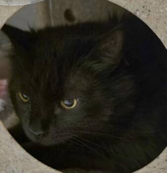 Stomi -  Domestic Short Hair Cat for Adoption in Dubuque, Iowa - Stomi | PetCurious