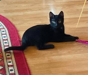 Fred & Flash -  Domestic Short Hair Cat for Adoption in Winlock, Washington - Fred & Flash | PetCurious